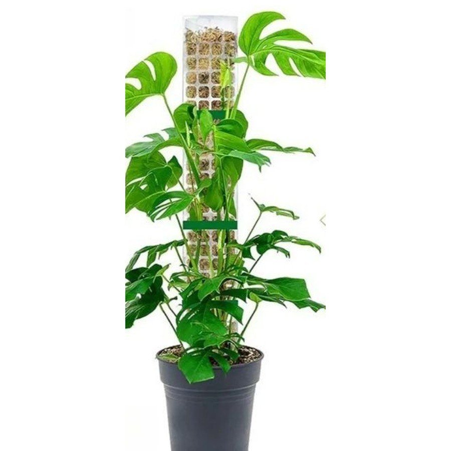 Moss Pole Climbing Support, Twin Pack
