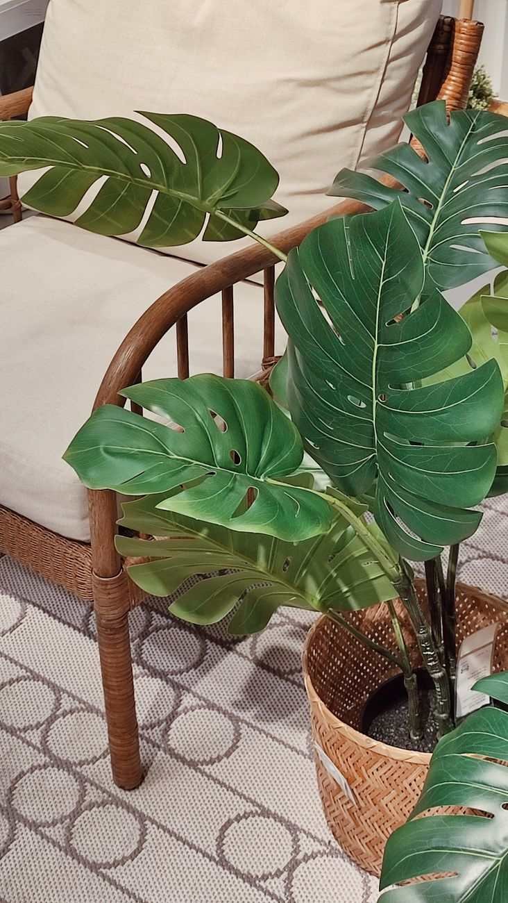 The Basket Case