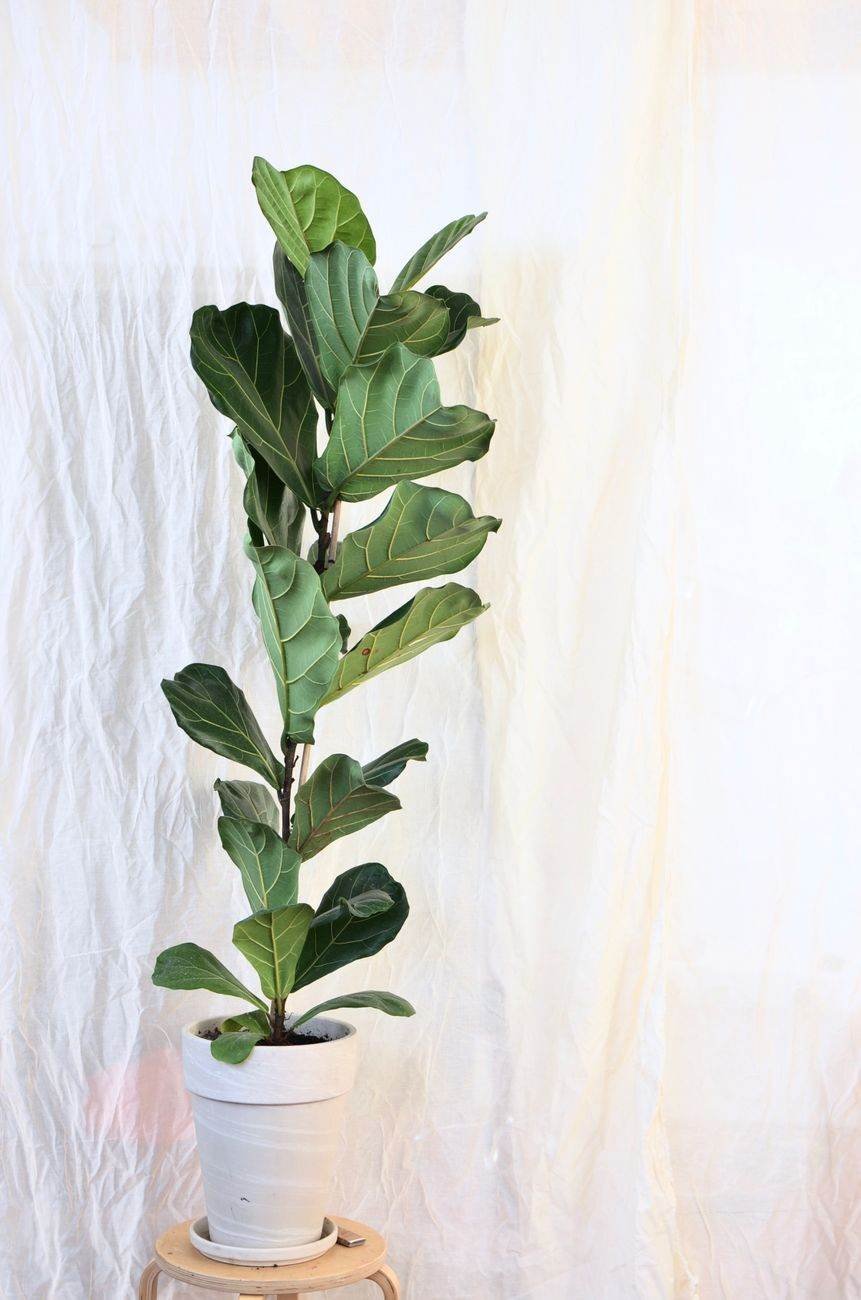 The Fiddle Leaf Flat