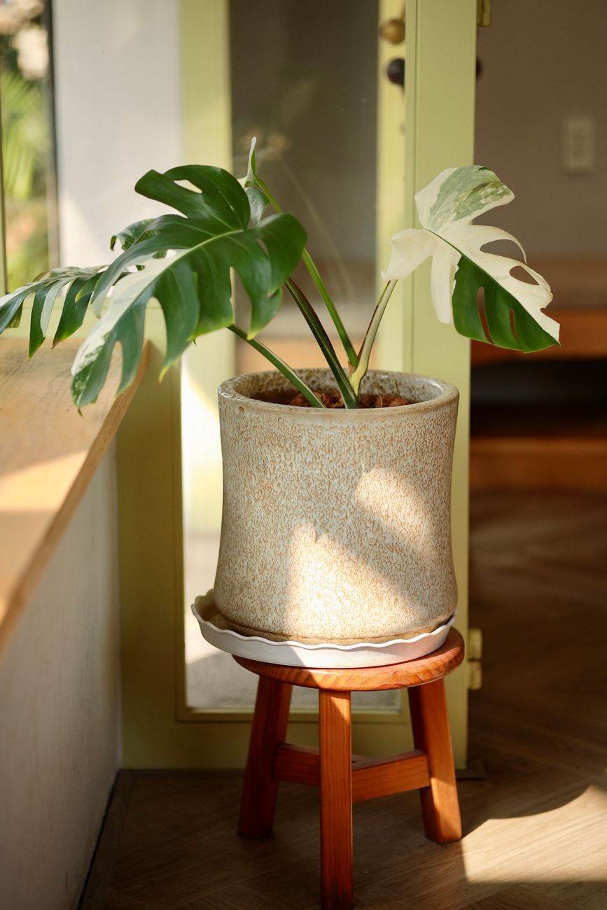 The Monstera Mansion