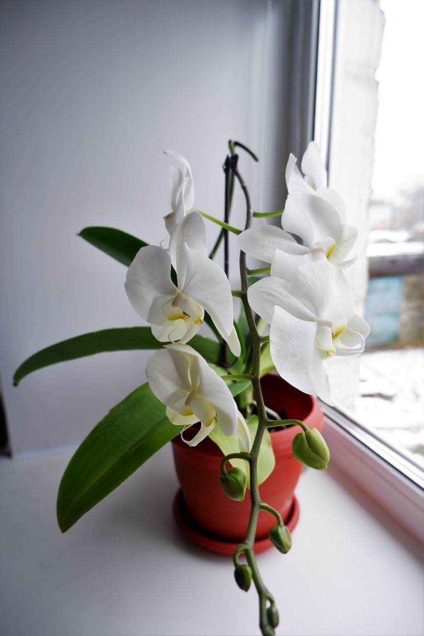 The Orchid Understudy