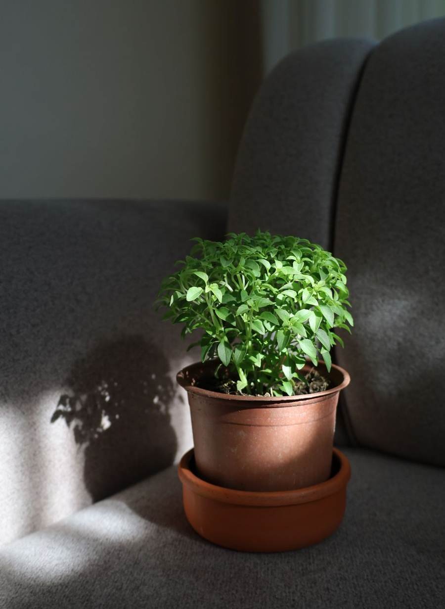 The Windowsill Trio